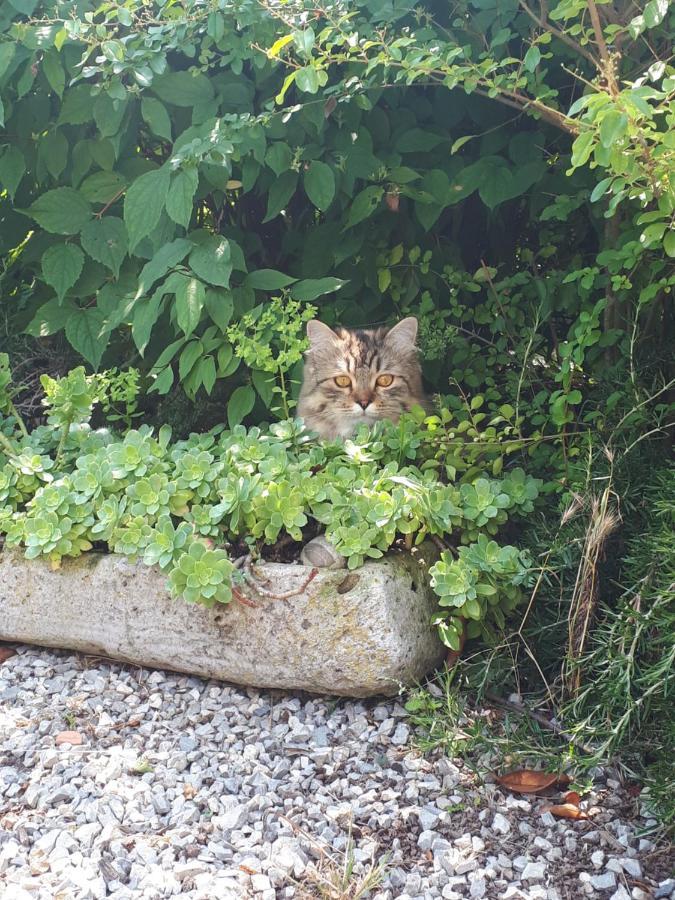 Gatti Di Langa Villa Dogliani Exteriör bild